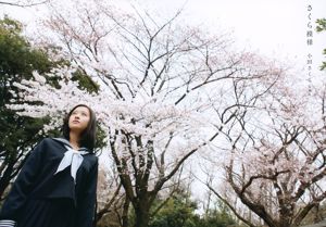 Oda Sakura "Padrão Sakura" Primeiro [Álbum]